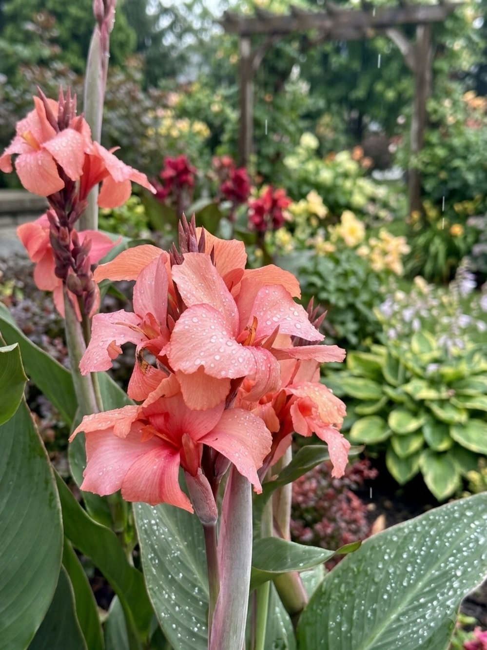 Peach Canna Lily Wall Art Photo Print - Unbranded